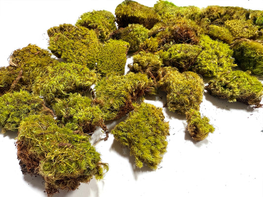 Clump Moss Lemon-Lime Preserved (Small Pieces)