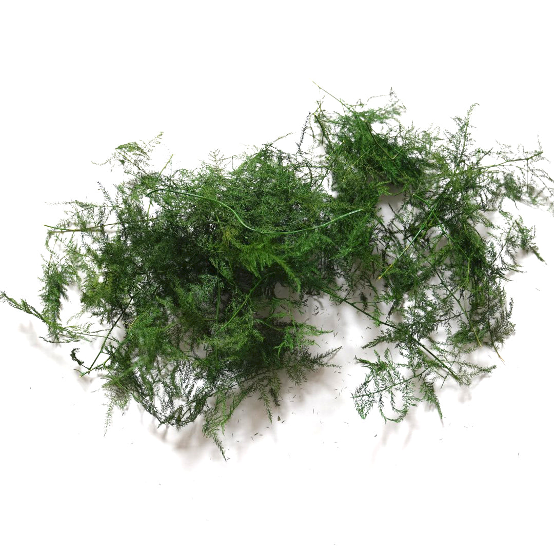 Special! Plumosa Fern Bag Small Imperfect Pieces