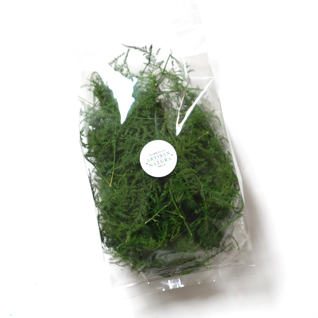 Special! Loose Forest Moss Premium Preserved in Leaf Green Color