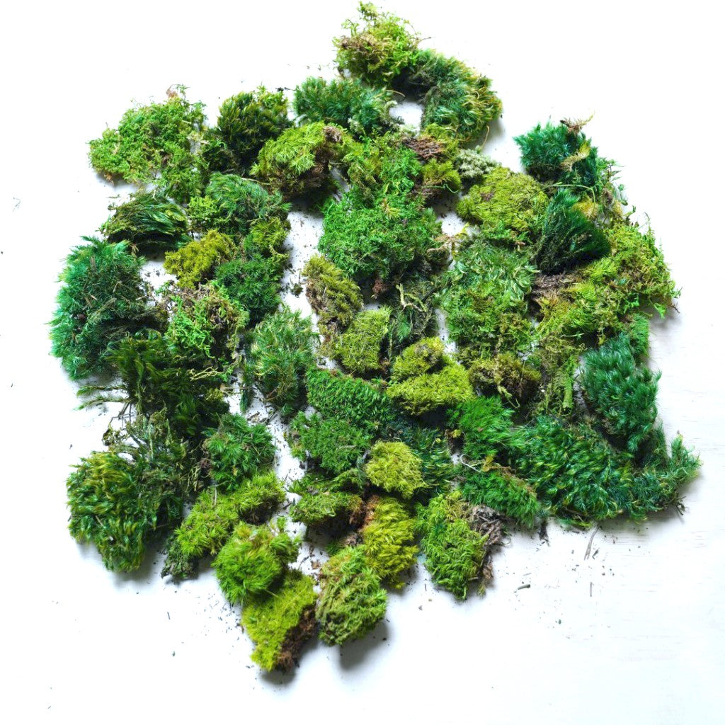 Crafter's Mixed Mosses Moss Clump Bag