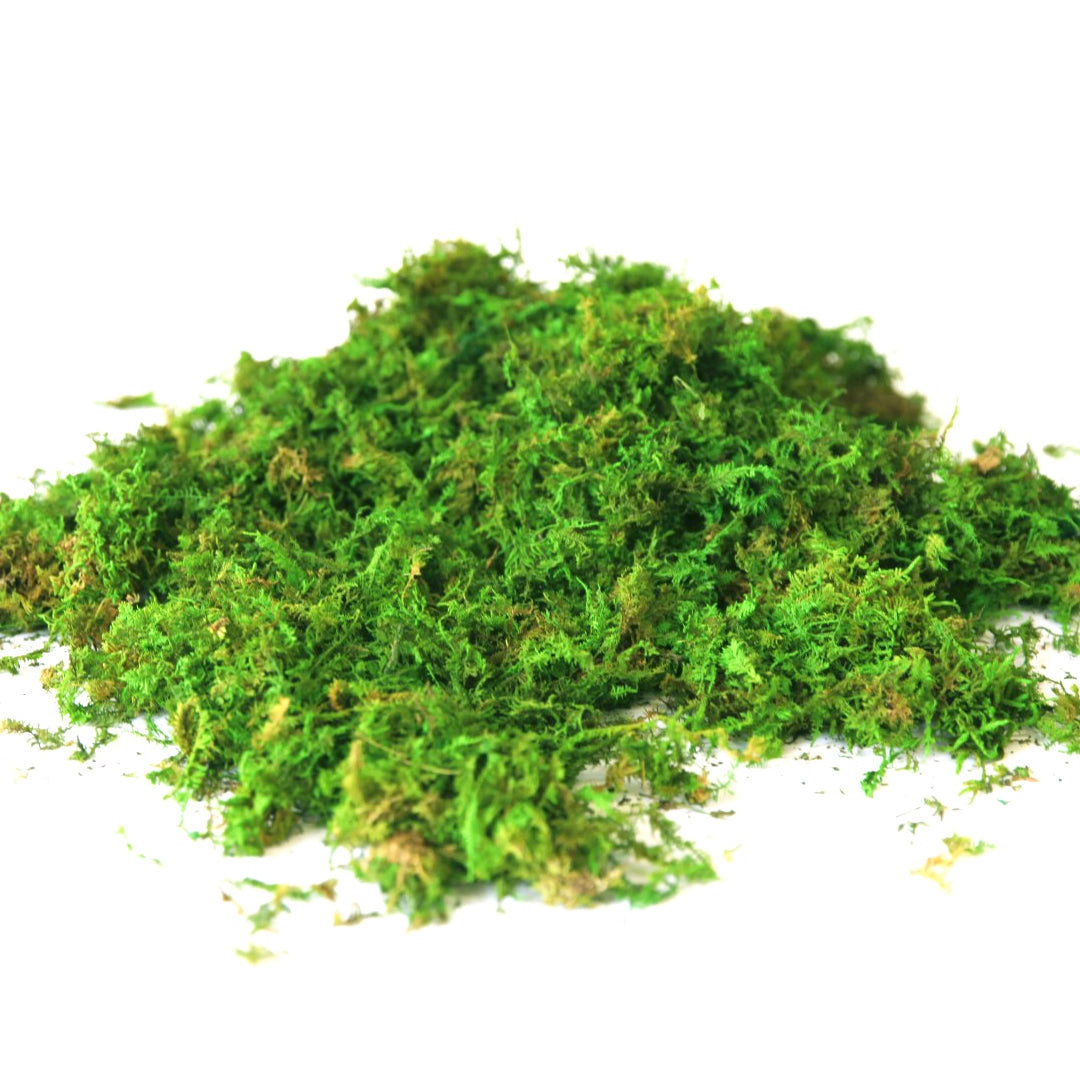 Preserved Loose Forest Moss