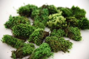Clump Moss Premium Preserved (Small Pieces)