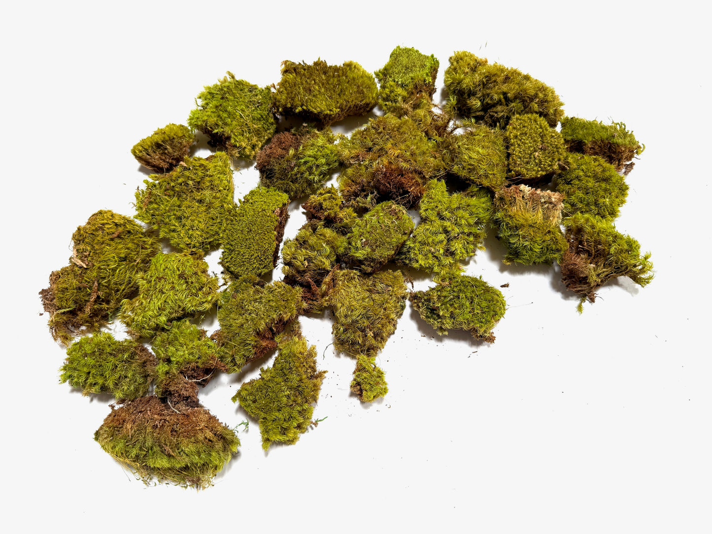 Clump Moss Lemon-Lime Preserved (Small Pieces)