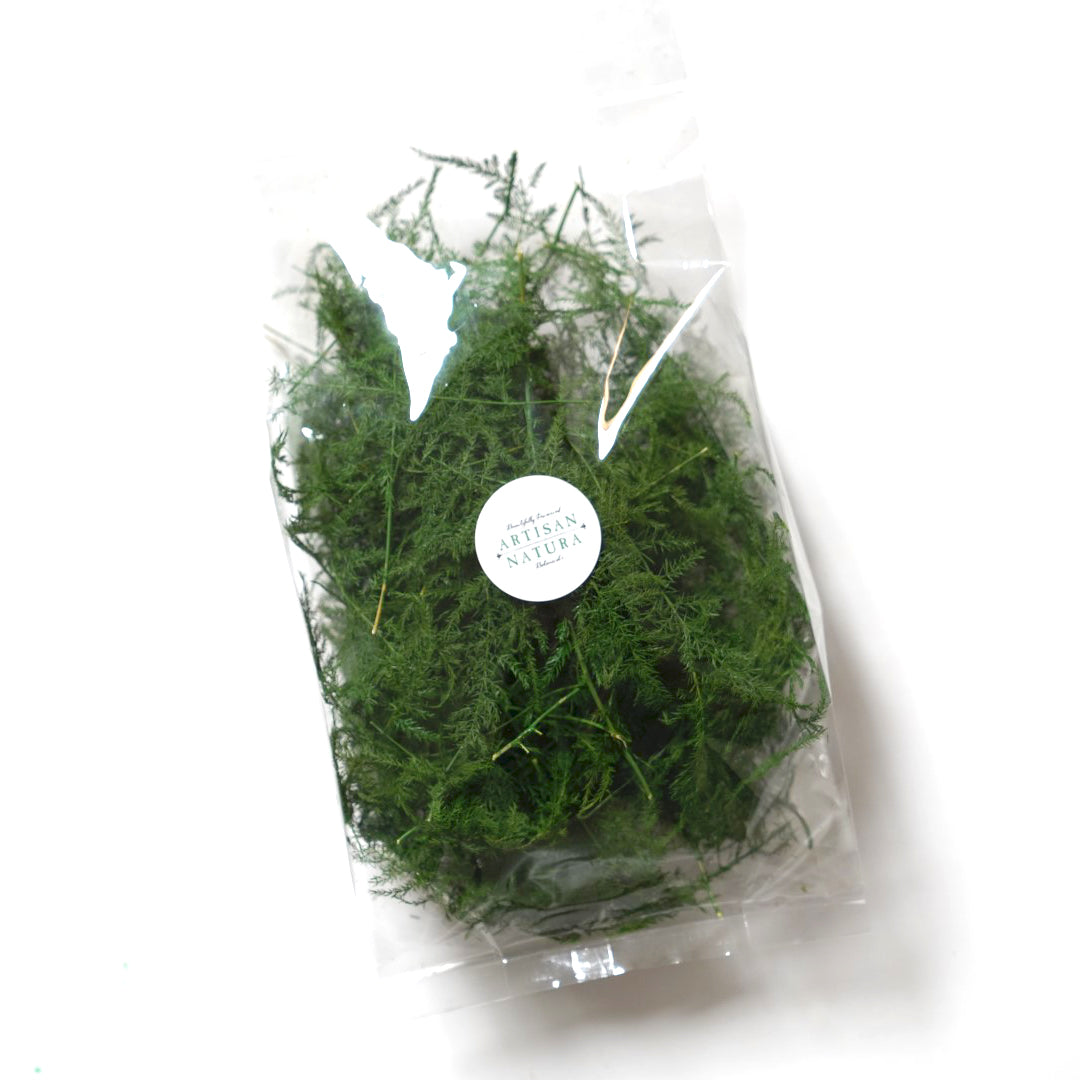 Special! Plumosa Fern Bag Small Imperfect Pieces