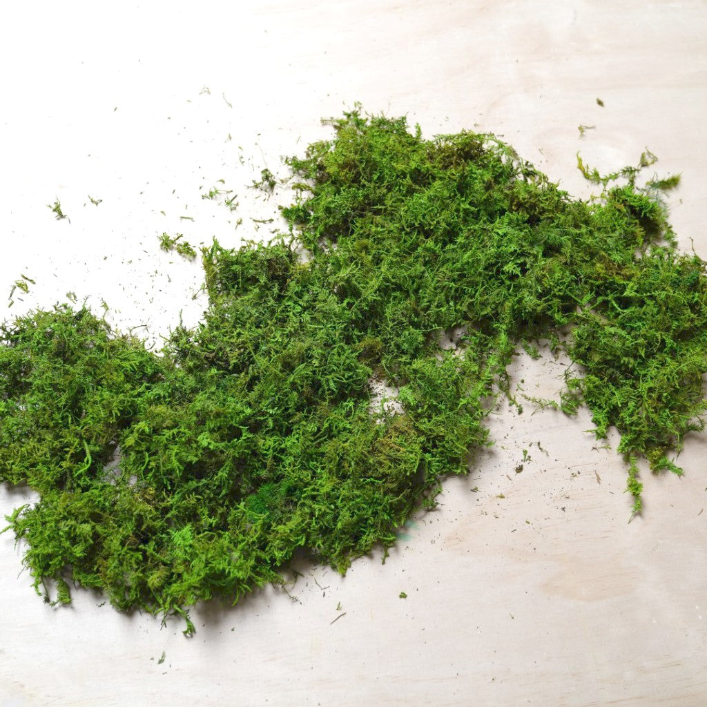 Special! Loose Forest Moss Bag