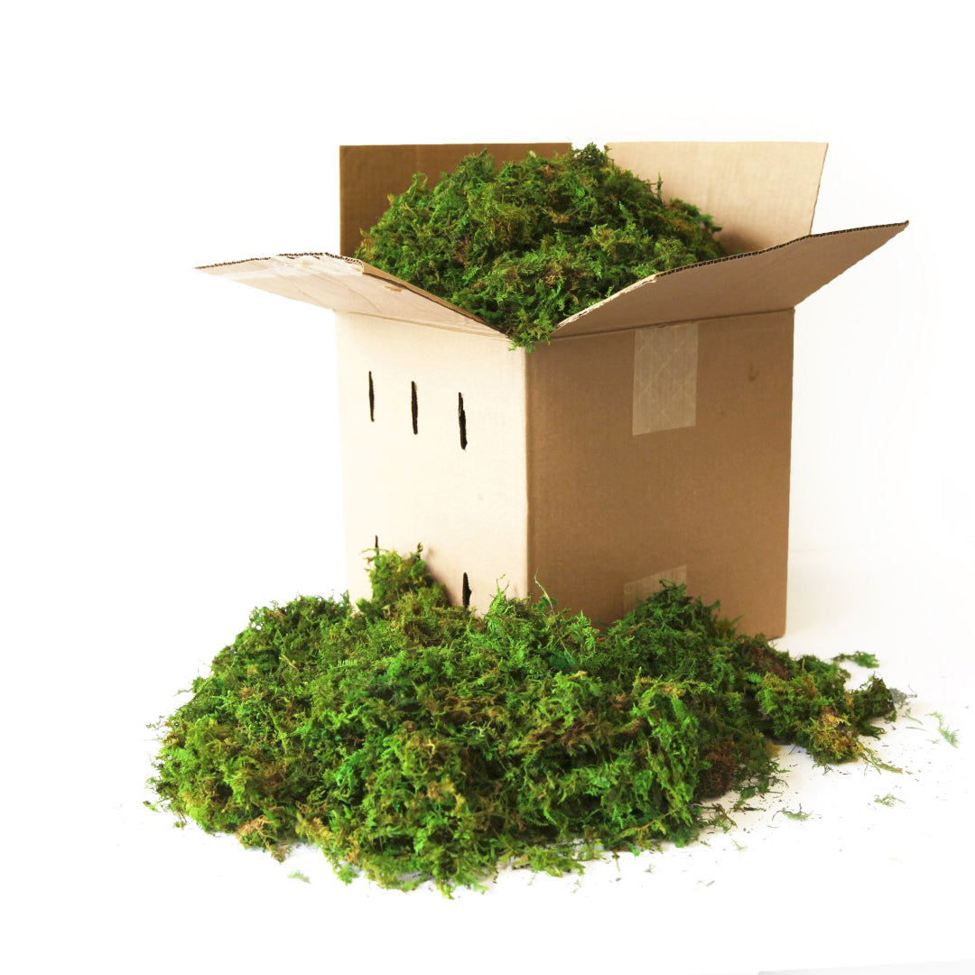  Preserved Forest Moss in bulk