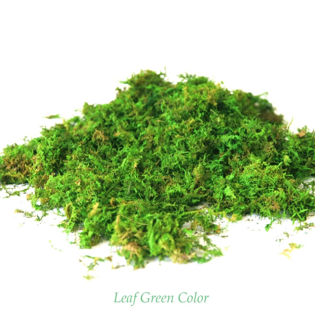 Bulk Forest Moss Preserved