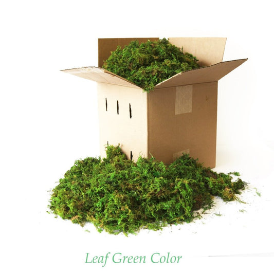 Bulk Loose Forest Moss Preserved