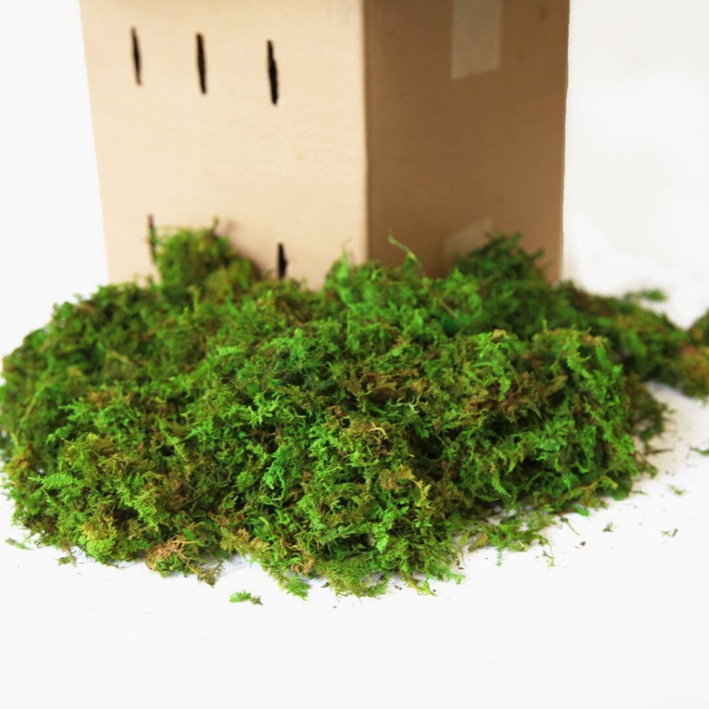 Loose Forest Moss bulk